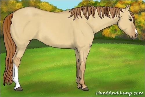 Horse Color:Red Dun