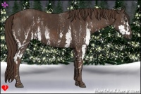 Horse Color:White Spotted Liver Chestnut  Brindle
