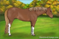 Horse Color:Chestnut Tobiano