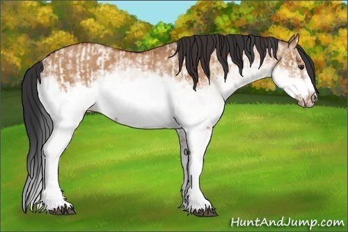 Horse Color:White Spotted Bay Dun Splash and White Spotted Bay Dun Splash Frame