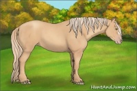 Horse Color:Gold Champagne 