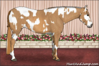 Horse Color:Gray White Spotted Black  Brindle