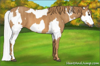Horse Color:Gray White Spotted Black  Brindle