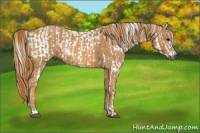Horse Color:Gray White Spotted Smoky Black  Brindle