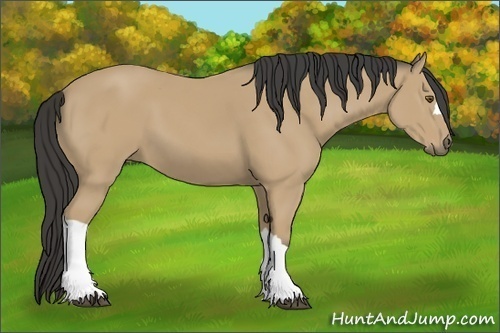 Horse Color:Buckskin