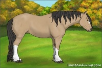 Horse Color:Buckskin 