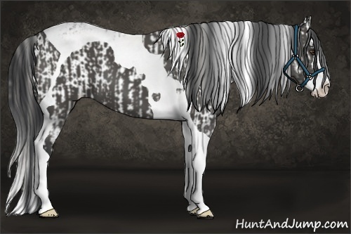 Horse Color:Liver Chestnut Sabino Splash and Black Splash Tobiano