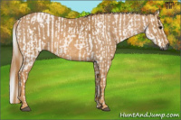 Horse Color:Gray White Spotted Black Brindle