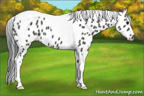 Horse Color:Black Tobiano Appaloosa 