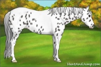 Horse Color:Black Tobiano Leopard 