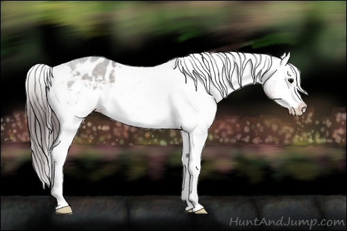 Horse Color:Brown Appaloosa 