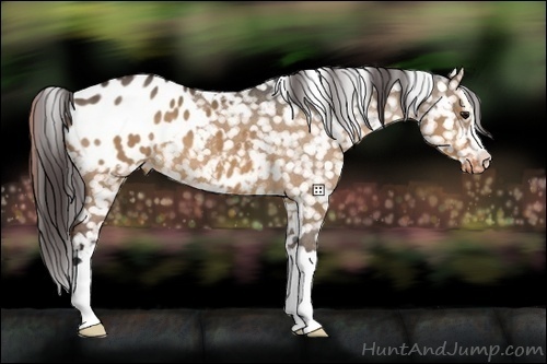 Horse Color:Bay Dun Appaloosa 