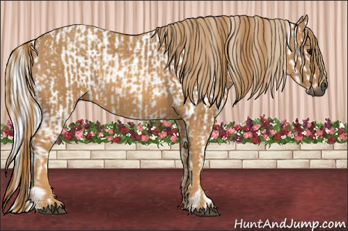 Horse Color:Gray White Spotted Black  Brindle