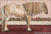 Horse Color:Gray White Spotted Black  Brindle