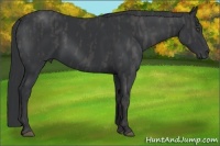 Horse Color:Black  Brindle