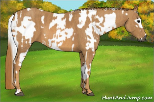 Horse Color:Gray White Spotted Black  Brindle
