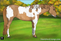 Horse Color:Gray White Spotted Black Brindle