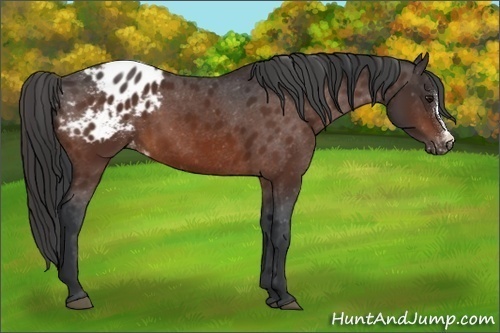 Horse Color:Bay Appaloosa