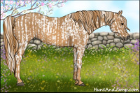 Horse Color:Gray White Spotted Black  Brindle