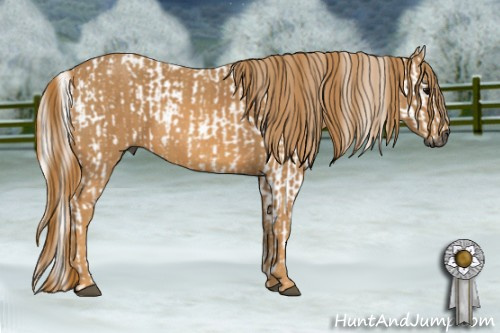 Horse Color:Gray White Spotted Black  Brindle