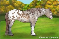 Horse Color:White Spotted Brown Dun Appaloosa Rabicano
