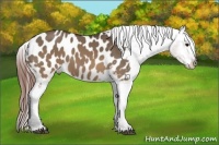 Horse Color:Brown Dun Appaloosa