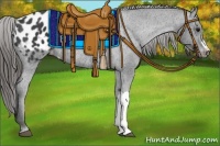 Horse Color:Black Appaloosa Rabicano 