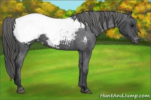 Horse Color:Black Appaloosa