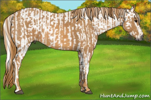 Horse Color:Gray White Spotted Black  Brindle