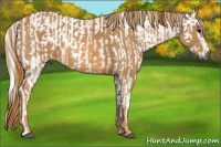 Horse Color:Gray White Spotted Black  Brindle