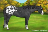 Horse Color:Black Splash Appaloosa 