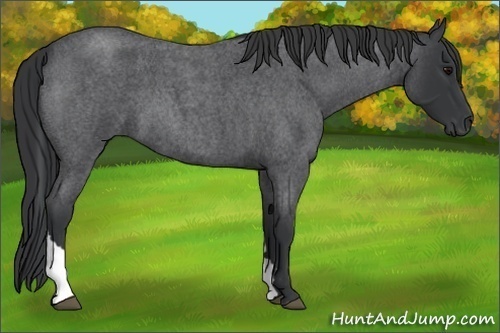 Horse Color:Blue Roan Tobiano