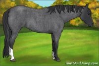 Horse Color:Blue Roan Tobiano