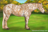 Horse Color:Gray White Spotted Black  Brindle