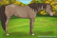 Horse Color:Classic Champagne 