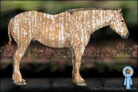 Horse Color:Gray White Spotted Black  Brindle