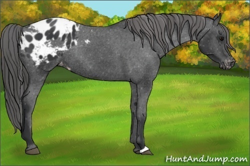 Horse Color:Black Appaloosa Rabicano