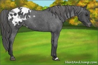 Horse Color:Black Varnish Rabicano 