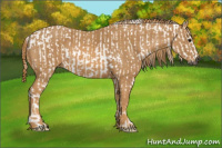 Horse Color:Gray White Spotted Black  Brindle