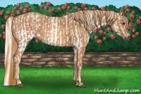 Horse Color:Gray White Spotted Black  Brindle