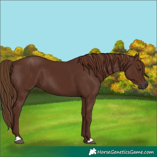 Horse Color:Gray Chestnut 