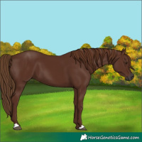 Horse Color:Gray Chestnut
