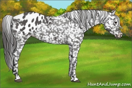 Horse Color:Black Appaloosa 