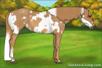 Horse Color:Gray White Spotted Black  Brindle