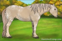 Horse Color:Palomino Ice 