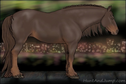Horse Color:Liver Chestnut 
