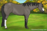 Horse Color:Smoky Grullo