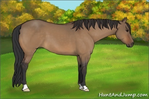 Horse Color:Unknown 