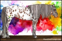 Horse Color:Nacre Watercolor Buckskin Appaloosa  and Painted Bay Appaloosa 