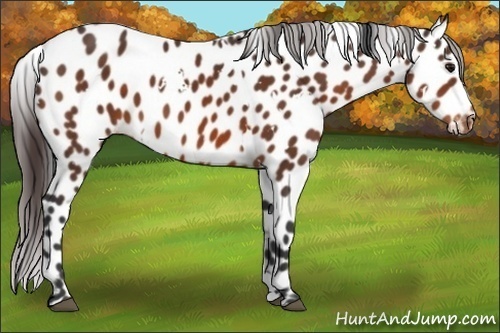 Horse Color:White Spotted Bay Appaloosa 